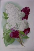 Selection of Lilacs Flowers Antique Edwardian Robert Thompson Print-15
