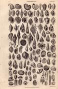 Conchology Study of Seashells 110 Illustrations Antique 154 Yrs-Old Steel Engraving -17.