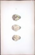 Wood Sandpiper -William Hewitson Antique Nests & Eggs of British Birds Print-83