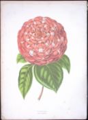Camellia Flower Antique Shirley Hibbard Greenhouse Coloured Print-31