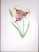 Butterfly Mariposa Lily Flower Antique Shirley Hibbard Greenhouse Coloured Print-14