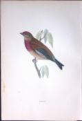 Linnet Rev Morris Antique History of British Birds 130 Years-Old Engraving-196