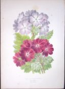 Primula Cortusoides Flower Antique Shirley Hibbard Greenhouse Coloured Print-23