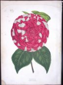 Camellia Flower Antique Shirley Hibbard Greenhouse Coloured Print-32