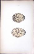 Oyster Catcher -William Hewitson Antique Nests & Eggs of British Birds Print-78