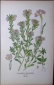 Downy Drumsticks Edward Step Rare Antique Botanical Book Plate-211