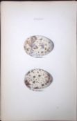 Kittiwake William Hewitson Antique Nests & Eggs of British Birds Print-103
