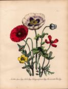 Rare 165-Yr-Old Antique Wildflower Gilt-Edged Illustration Jane Webb Loudon -6.