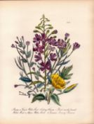 Rare 165-Yr-Old Antique Wildflower Gilt-Edged Illustration Jane Webb Loudon-37.