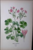 Pink Sorrel Edward Step Rare Antique Botanical Book Plate-59