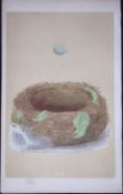 Rev Morris Blue Breast Bird Nest & Egg Antique Woodblock Engraving-39