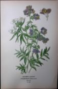 Jacob’s Ladder Edward Step Rare Antique Botanical Book Plate-189