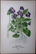 Parma Violet Flower Edward Step Rare Antique Botanical Book Plate-32