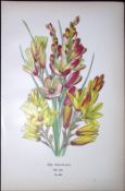 African Corn Lily Edward Step Rare Antique Botanical Book Plate-257
