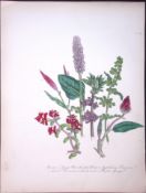 Rare 165-Yr-Old Antique Wildflower Gilt-Edged Illustration Jane Webb Loudon-52-A