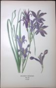 Lavender Mountain Lily Edward Step Rare Antique Botanical Book Plate-264