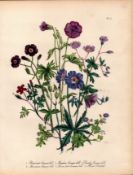 Rare 165-Yr-Old Antique Wildflower Gilt-Edged Illustration Jane Webb Loudon -20.