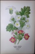 Chinese Primrose Edward Step Rare Antique Botanical Book Plate-175