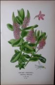 Shrubby Speedwell Edward Step Rare Antique Botanical Book Plate-214