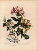 Rare 165-Yr-Old Antique Wildflower Gilt-Edged Illustration Jane Webb Loudon-40.
