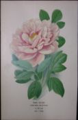 Tree Peony Edward Step Rare Antique Botanical Book Plate-0
