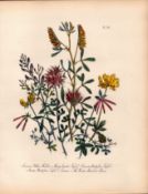 Rare 165-Yr-Old Antique Wildflower Gilt-Edged Illustration Jane Webb Loudon-28.
