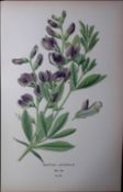 Baptisa Australlis Edward Step Rare Antique Botanical Book Plate-64