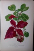 Beefsteak Plant Edward Step Rare Antique Botanical Book Plate-230