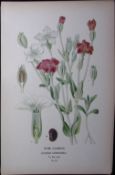 Rose Campion Flower Edward Step Rare Antique Botanical Book Plate-42