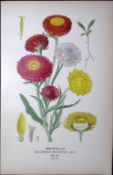 Immortelles Everlasting Edward Step Rare Antique Botanical Book Plate-137