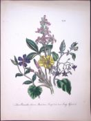 Rare 165-Yr-Old Antique Wildflower Gilt-Edged Illustration Jane Webb Loudon-45-A