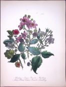 Rare 165-Yr-Old Antique Wildflower Gilt-Edged Illustration Jane Webb Loudon-32-A