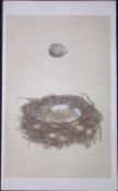 Rev Morris Great Shrike Bird Nest & Egg Antique Woodblock Engraving-4