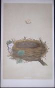 Rev Morris Garden Warbler Bird Nest & Egg Antique Woodblock Engraving-61