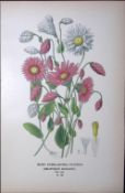 Rosy Everlasting Flower Edward Step Rare Antique Botanical Book Plate-135
