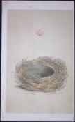 Rev Morris Bearded Tit Bird Nest & Egg Antique Woodblock Engraving-8d