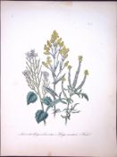 Rare 165-Yr-Old Antique Wildflower Gilt-Edged Illustration Jane Webb Loudon -11.