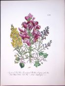 Rare 165-Yr-Old Antique Wildflower Gilt-Edged Illustration Jane Webb Loudon-48-A