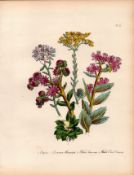 Rare 165-Yr-Old Antique Wildflower Gilt-Edged Illustration Jane Webb Loudon-22.