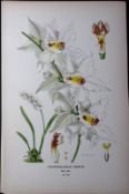 The Lace Orchid Edward Step Rare Antique Botanical Book Plate-241