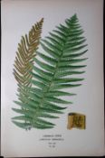 Ostrich Fern Edward Step Rare Antique Botanical Book Plate-307