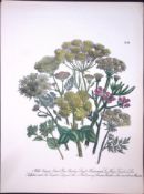 Rare 165-Yr-Old Antique Wildflower Gilt-Edged Illustration Jane Webb Loudon-38.