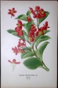 Begonia Semperflorens Edward Step Rare Antique Botanical Book Plate-114