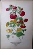 Slipper Flower Edward Step Rare Antique Botanical Book Plate-204