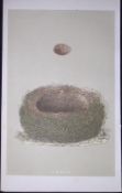 Rev Morris Wood Lark Bird Nest & Egg Antique Woodblock Engraving-20