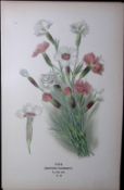 Garden Pinks Edward Step Rare Antique Botanical Book Plate-38
