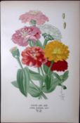 Youth And Age Flower Edward Step Rare Antique Botanical Book Plate-138