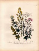 Rare 165-Yr-Old Antique Wildflower Gilt-Edged Illustration Jane Webb Loudon-39.