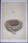 Rev Morris Blackcap Bird Nest & Egg Antique Woodblock Engraving-67