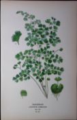 Maidenhair Fern Edward Step Rare Antique Botanical Book Plate-310